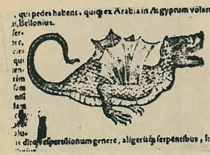 Illustration of a winged dragon or lizard creature with Latin text annotations